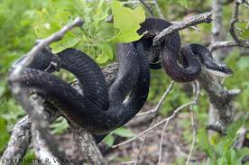 Black And Yellow Snake South Texas Elaphe Obsoleta Obsoleta Black Ratsnake Animales Hermosos Animales