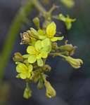 Image result for Malvaceae subfamily Bombacoideae