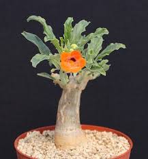 Image result for Pterodiscus aurantiacus