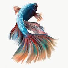 Colorful Betta Fish Design Element Premium Image By Rawpixel Com Te Betta Fish Betta Fish Design