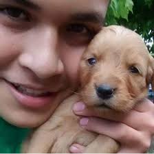 Golden retriever Chile Oficial