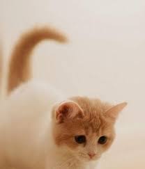  Terkeren 24 Gambar Kucing Anggora Lucu Untuk Wallpaper Kucing Lucu Hd Wallpaper 2019 For Android Apk Download From Apk Cute Kittens Wallpaper Kucing Kucing