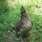 Grouse Talk: Tennessee River Chapter