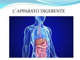 L'apparato digerente è costituito da un lungo tubo che inizia con la bocca e termina con l'ano. L Apparato Digerente L Apparato Digerente Ppt Video Online Scaricare