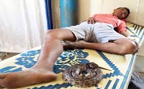 Many people are bitten because they try to kill a snake or get too close to it. Hundreds In Banteay Meanchey Survive Snake Bites Phnom Penh Post