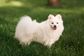 Time for a japanese spitz puppy party! Japan Spitz Rassebeschreibung Zooplus Hundemagazin