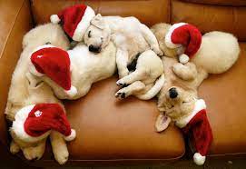 Maybe you would like to learn more about one of these? Christmas Cute Puppies Sensuousamberville