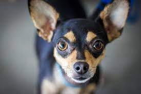 Conoce Los Tipos De Chihuahua Mascotadictos Perros Chihuahua Chihuahua Tipos De Chihuahuas