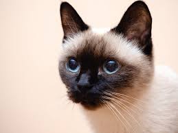 Siamese cats have some unique genetic features that affect their appearance and health. Siamese Cat Eyes