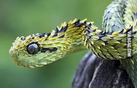 Largest reptile classifieds site in the world. Dragon Snake Would You Have This As A Pet 9gag
