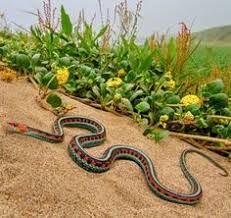 Franswazz Snake Pet Snake Snake Lovers