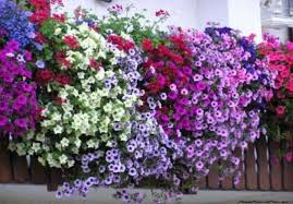 Pianta rampicante con fioritura da maggio fino ai primi freddi autunnali. Piante E Fiori Da Balcone Perenni O Resistenti Quali Sono E Come Curarle Pourfemme