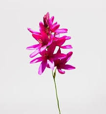 Image result for Xylia africana