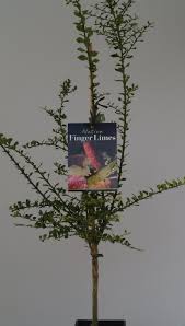 If you are able to buy a finger lime tree, it should bear fruit in as little as 2 years. Maleny Red Finger Lime 90mm Pots Grafted Fruit Tree Lane