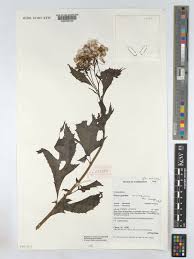 Image result for Crassocephalum montuosum