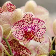Watering Orchids With Ice Cubes 3 Big Myths Busted By Research Orchids In Water Orchids Orchid Care