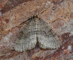 Image result for Operophtera brumata