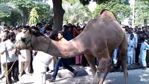 Click here to visit camel camel camel. Camel Qurbani In Wapda Town Sheikh Salman Video Dailymotion