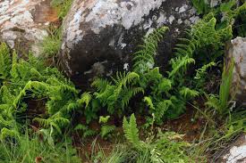 Image result for Athyrium lewalleanum
