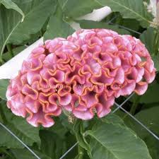 Image result for Celosia nervosa