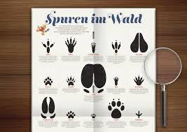 Melden sie sich an kostenlos an oder anmelden. Poster Mit Den Spuren Heimischer Tiere Aus Dem Wald Wie Adler Biber Braunbar Dachs Eichhornchen Elch Ente Eule Fre Tierspuren Tiere Illustration Design