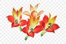 Vintage Alstroemeria Flower Png Illustrated Free Image By Rawpixel Com Maewh Red Lily Flower Red Lily Alstroemeria