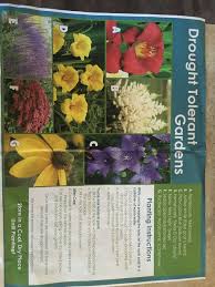 Abundant blooms starting in late june. Costco Plants Plants Sedum Salvia