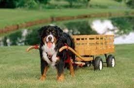 My greater swiss mountain dog pulls a dog cart. Dog Pull Cart Indiegogo
