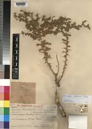 Image result for Melolobium