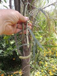 Blooms, seeds and thrives on space coast barrier island in fl. Plantfiles Pictures Acacia Species Eumong Shoestring Acacia Acacia Stenophylla By Palmbob