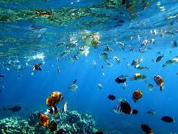 Pemberian nama tersebut terinspirasi pelukis beraliran surealis asal di gorontalo, ketika menyebut olele, setiap orang akan mengatakan tentang keindahan bawah lautnya. Taman Laut Olele Surganya Penggila Snorkeling El John News