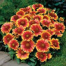 Gaillardia Aristata Mix Blanketflower 300 Seeds Perennial Etsy In 2021 Flower Landscape Flowers Perennials Drought Tolerant Perennials