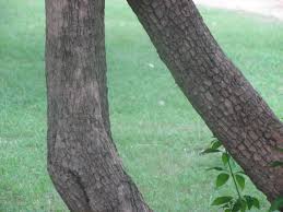 Image result for Volkameria glabra