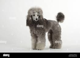 Poodle clip hi-res stock photography and images - Alamy