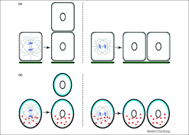 We did not find results for: Coordinating Cell Polarity With Cell Division In Space And Time Trends In Cell Biology