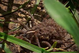 We did not find results for: 971 Spider Mother Photos Free Royalty Free Stock Photos From Dreamstime