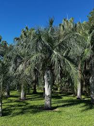 Image result for Pseudophoenix