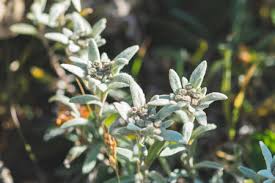 Image result for Phragmanthera cornetii