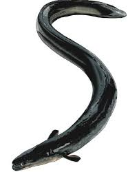 Flood victims returning home in the indian state of kerala have been warned to prepare for a new menace: Eel Fish Products Cameroon Eel Fish Supplier