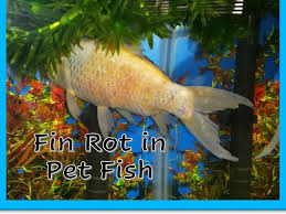 Fin rot in pond fish is a disorder which harms the fins of a fish. Fin Rot In Pet Fish Aquatic Veterinary Services