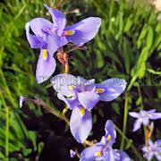 Image result for Moraea simulans