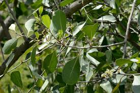 Image result for Gymnosporia buchananii