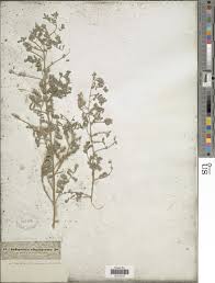 Image result for Indigofera secundiflora