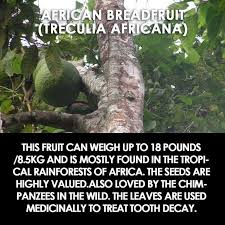 Image result for Treculia