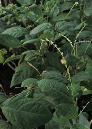 Image result for Petiveria