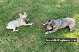 French bulldog love to play with chihuahua and other small breed of dogs! Male Vs Female Frenchies Who Makes A Better Pet Differences