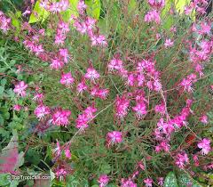 Image result for Oenothera lindheimeri