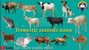 Animals name for kids in english and hindi | wild animals name, pet animals name, water animals name, sea animals name | जानवरों के नाम. 21 Domestic Animals Name With Picture Knowledge Love