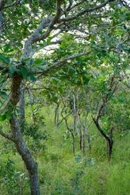 Image result for Bobgunnia madagascariensis