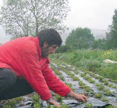 Resultado de imagen para Control cultural de la lechuga